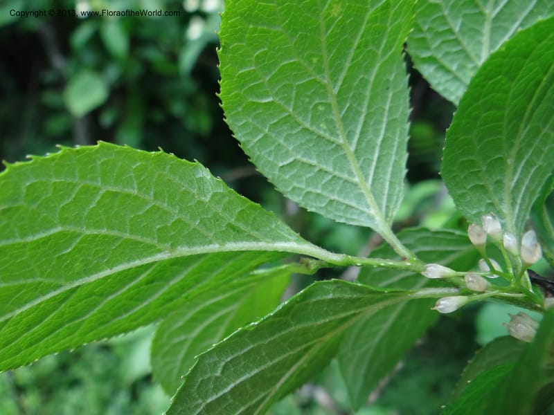 Symplocos paniculata, Davidson, C 11994--China. Zhejiang Prov. Tian Mu Shan. 2 Jun 2012. DSC01554 (167).JPG