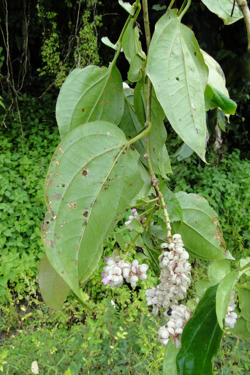 Medinilla, M. Tuiwawa 4922--Fiji. Area of Monasavu Dam I. 9 Feb 2011. 252 (10).jpg