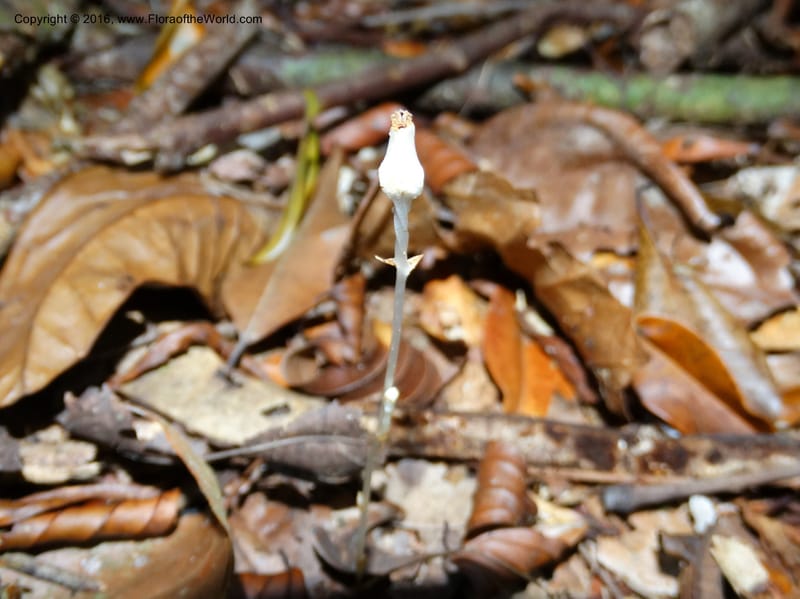 Gymnosiphon, Davidson, C 12890--Sabah. Sapa Paya For. Res. 23 Mar 2015. DSC00001 (189).JPG