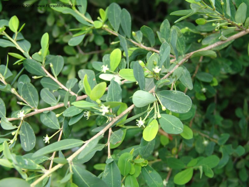 Erythroxylum delagoense--So. Africa. Lowveld Nat. Bot. Gard. 14 Mch 05. 514.jpg