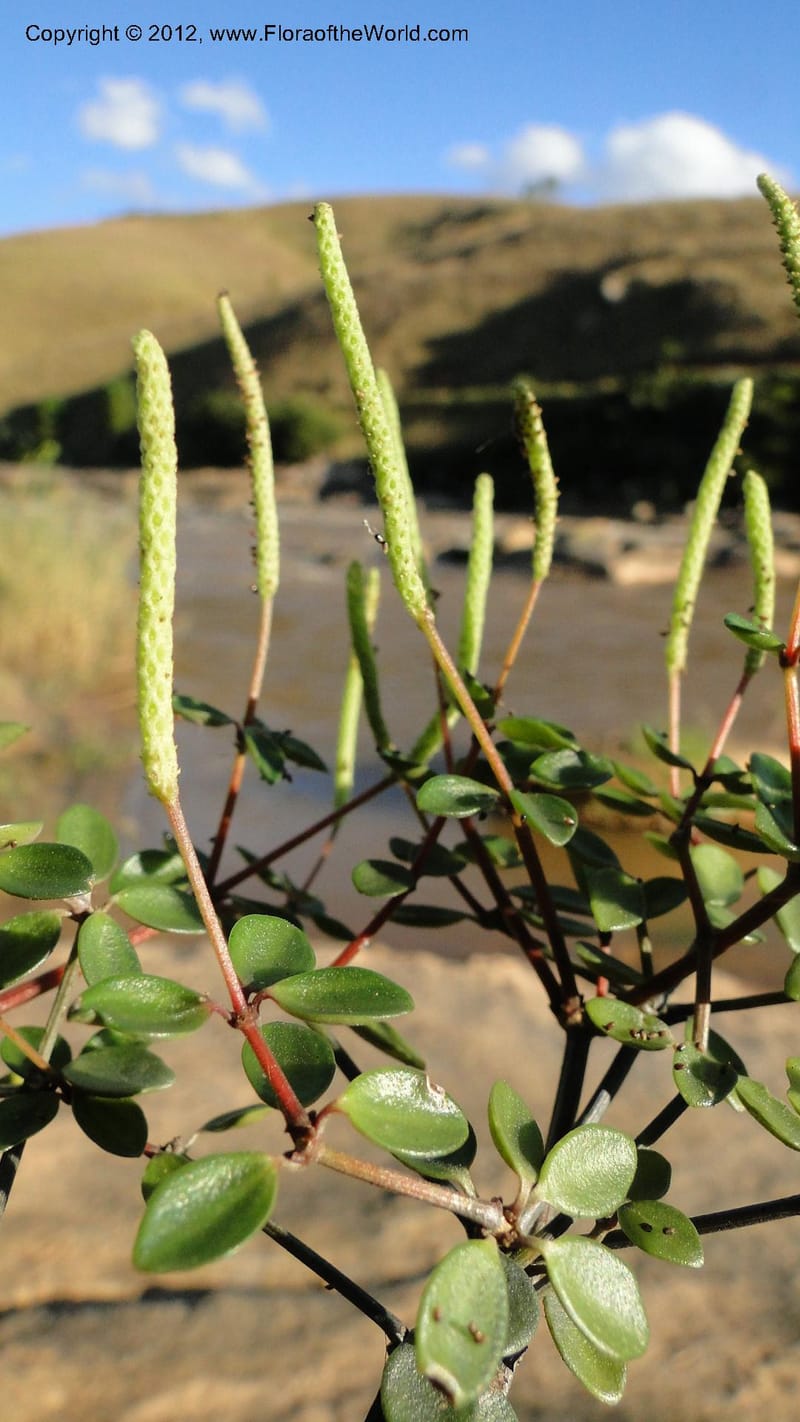 Peperomia tetraphylla, N. Manjato 150--Madagascar. Mania River. 1 May 2010 120 (1).jpg