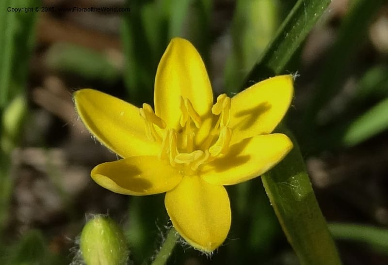 Hypoxis hirsuta, Davidson, C 12977--North Carolina. Clay Co. Buck Cr. 13 May 2015. DSC04619 (123).JPG