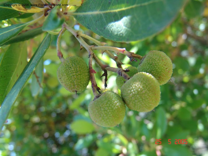 Arbutus unedo--Crete. Ep. Kisamos. Sirikari Gorge. 25 May 05. 313.jpg