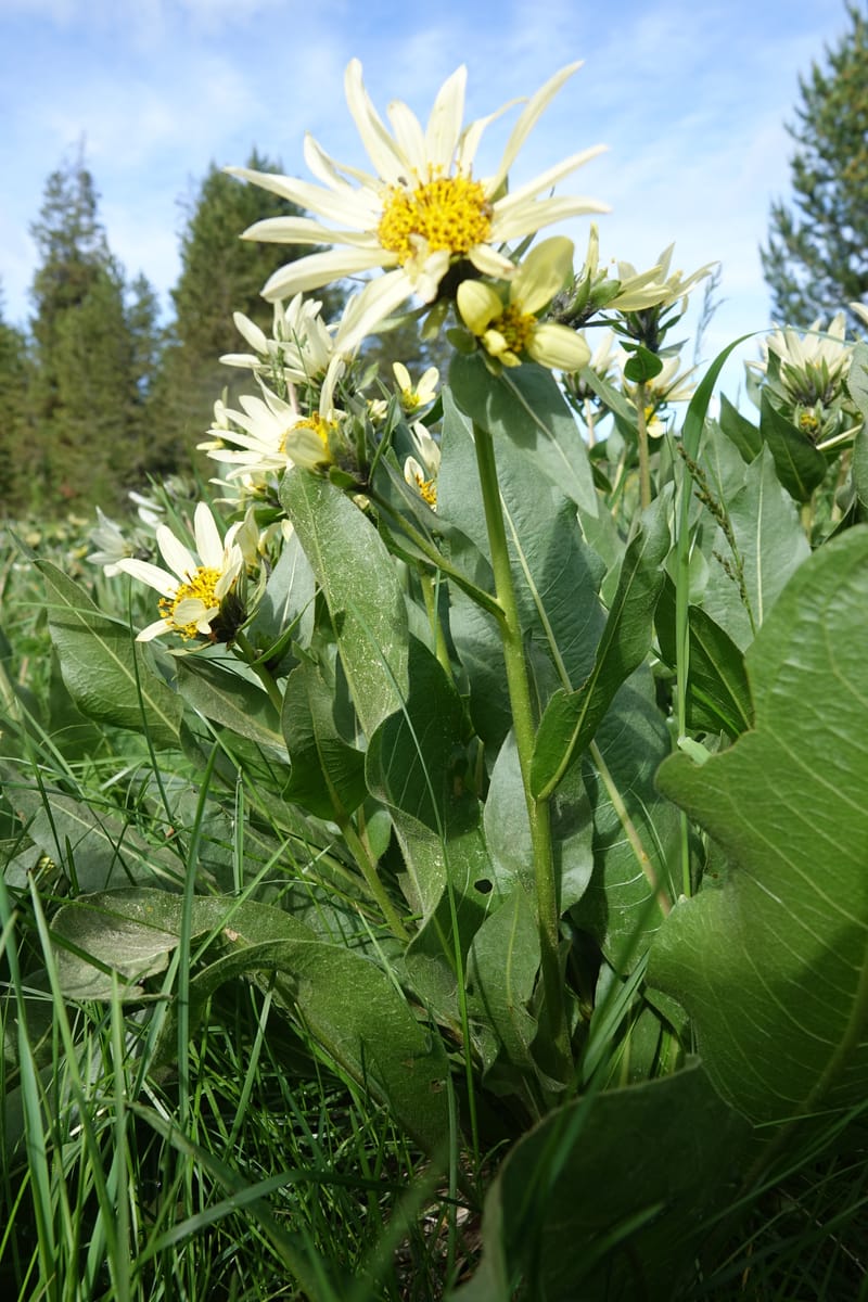 Wyethia amplexicaulis, C. Davidson 13642--ID. Fremont Co. Henry's Fork Lodge. 16 Jun 2017. DSC02055 (14).JPG
