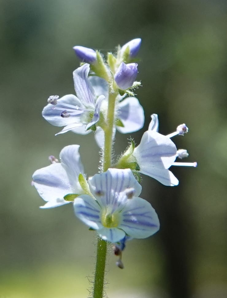Veronica officinalis, C. Davidson 13799--ID. Latah Co. FSR 447. 7 Jul 2018. DSC05707 (142).JPG