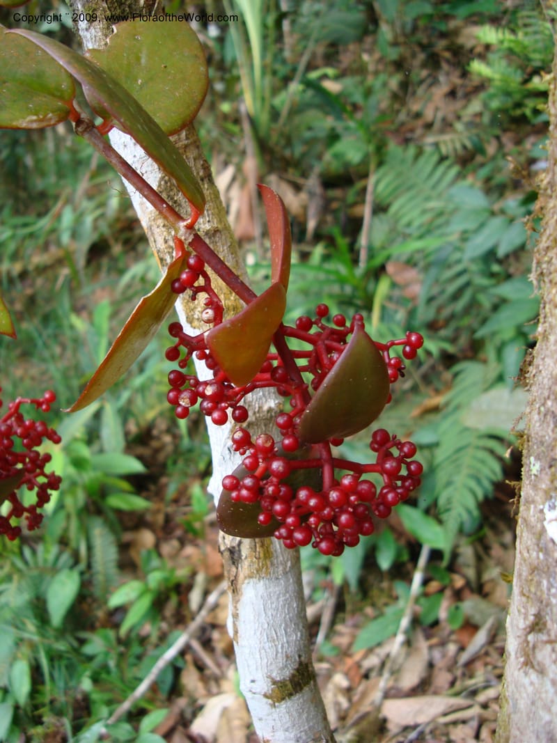 Notopleura epiphytica, D. Neill 15924--Ecuador.Prov.ZamoraC.WawaimePlotEcuacorriente 22 Sep 2007 268 (3).jpg