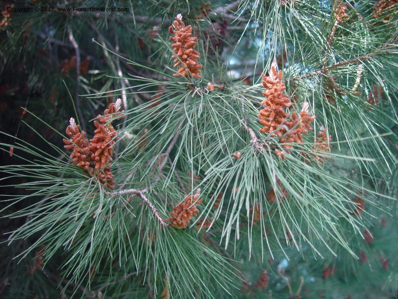 Pollen cones and needle clusters on pine branches
