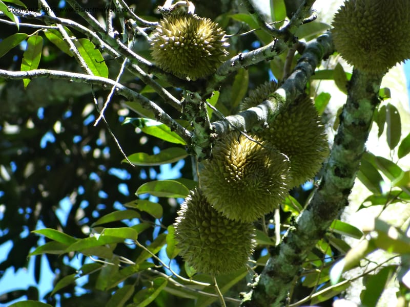 Durio zibethinus, not coll.--Thailand. Surat Thani Prov. Khlong Phanom Nat. Park. 15 Nov 2012. (275).JPG
