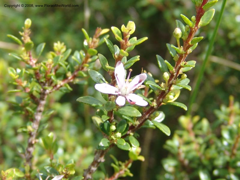 Agathosma ovata--So.Africa. E. Cape. Waringham Farm, Quanti Area, Stut. 8 Mch 05. 230.jpg