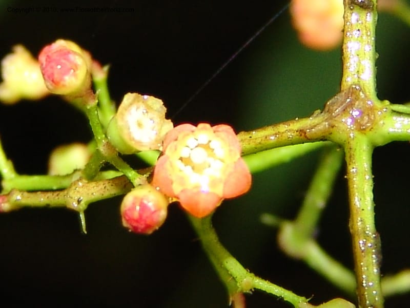Miconia, Croat 96452--Ecuador. Prov. Pichincha. BellaVista private reserve. 27 Mar 06. 073 (7).jpg