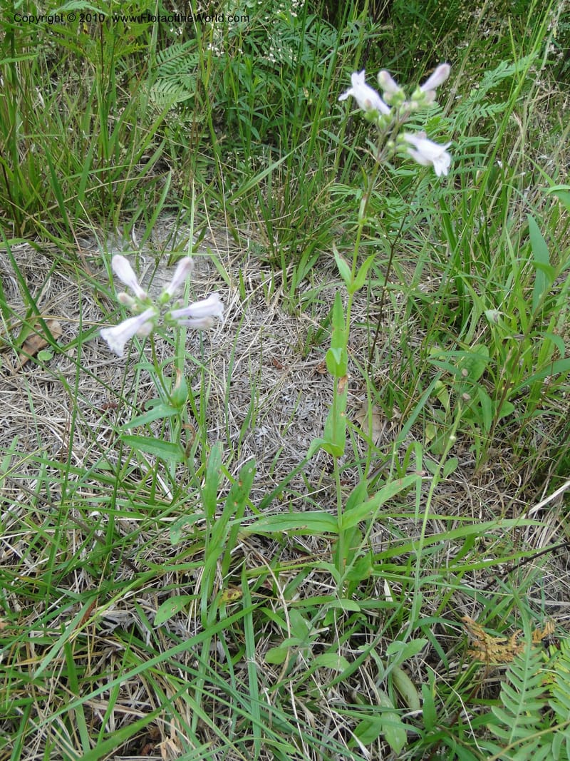 Penstemon laevigatus, Mori, S 27407, USA, North Carolina, Pender Co., Hwy 117, 3.9 miles N of Burgaw, 21 May 201.JPG