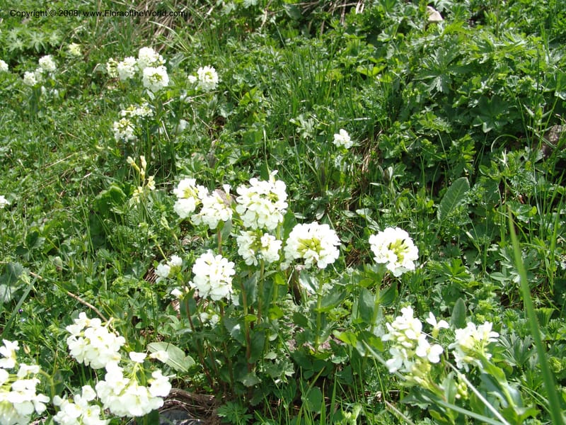 Arabis brachycarpa--Georgia. Vic. of Tskhrats'karo Pass. 7 Jun 05. 210.jpg