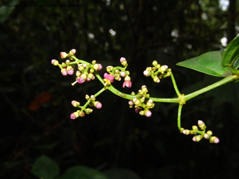 Miconia, Croat 95119--Ecuador. Prov. Esmeraldas. Alto Tambo. 21 Feb 05. 089 (6).jpg
