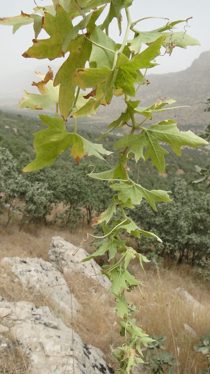 Bryonia, A. G. Miller 118.4--Iraq. Kurdistan. Shakh-i Pira Magun. 9 June 2010. 108 (8).jpg