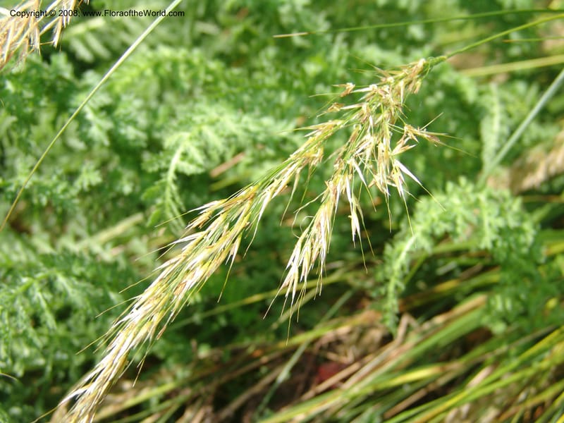 Stipa calamagrostis, S.43.1786--France. Paris. Jardin des Plantes. 4 Sep 07. 324.jpg
