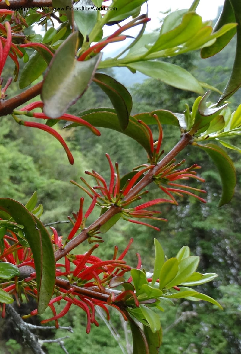 Taxillus delavayi, Boufford, D 43731--China. Sichuan. Taxillus stop. 14 May 2014. DSC06581 (46).JPG