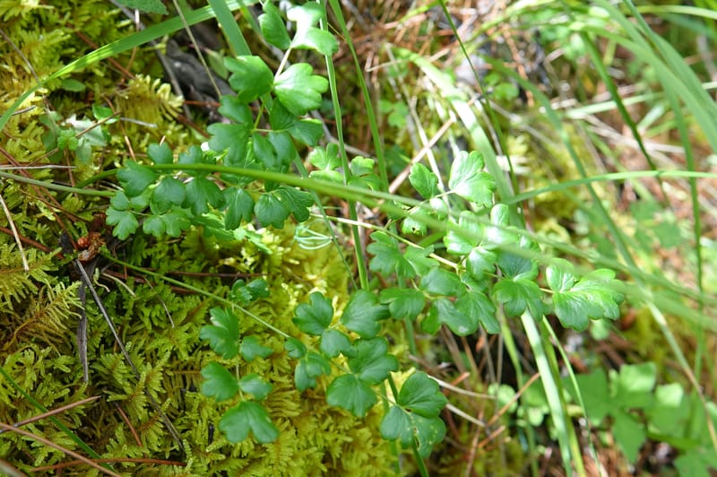 Thalictrum alpinum var. elatum, D. Boufford 44007--China. Sichuan. Xiangcheng Xian. 13 Aug 2017. DSC05341 (65).JPG