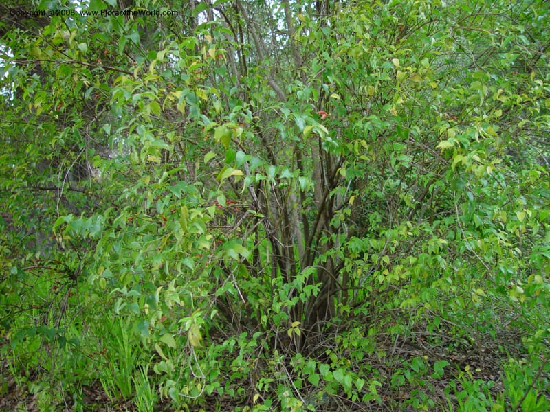 Halleria lucida, 64.132-1.--CA. UC Berkeley Bot. Gard. 11 Feb 03. 104.jpg