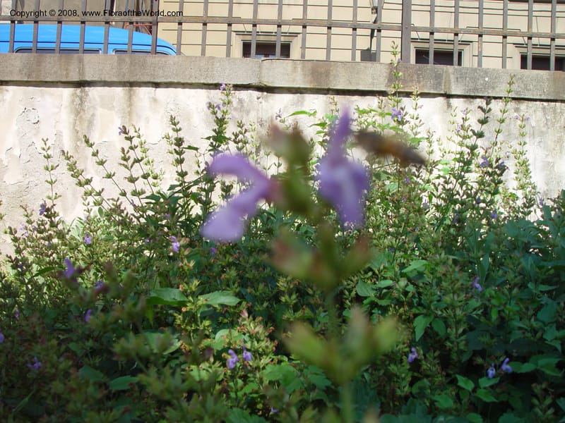 Salvia officinalis--Italy. Tuscany. Univ. Firenze, Giardino dei Simplici, Florence. 22 May 03. 007 .jpg
