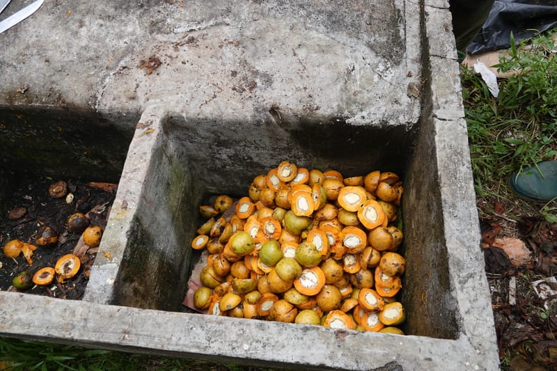 Irvingia gabonensis, C. Davidson 13929--Gabon. Missome Village. 31 Oct 2018. DSC00817 (108).JPG