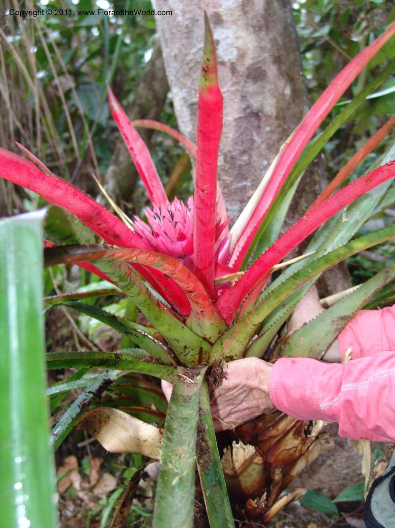 Aechmea, Neill 15921--Ecuador. Prv. Zam. Ch. C del Condor. Wawaime plot. 22 Sep 07. 418.jpg