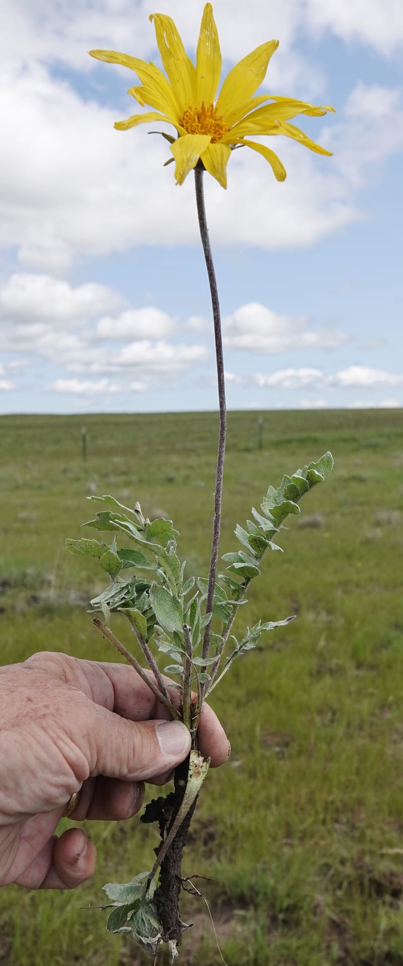 Balsamorhiza incana, C. Davidson 13776--Oregon. Wallowa Co. Trail Cr. Rd. Stop 1. 5 Jun 2018. DSC04910 (41).JPG
