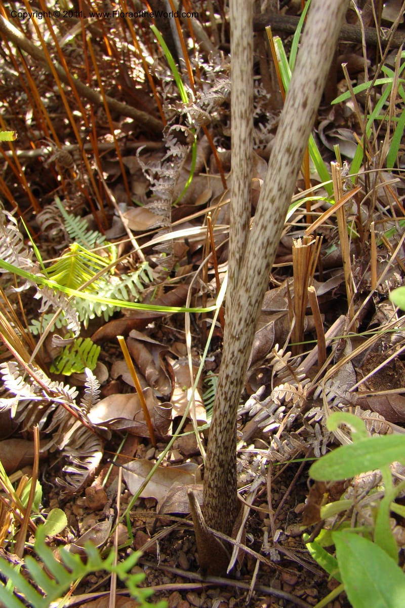 Tacca, Phillipson 6125--Madagascar. Prov. Fianarantsoa. Manombo Nat. Park. 13 Jan 09. 237.jpg