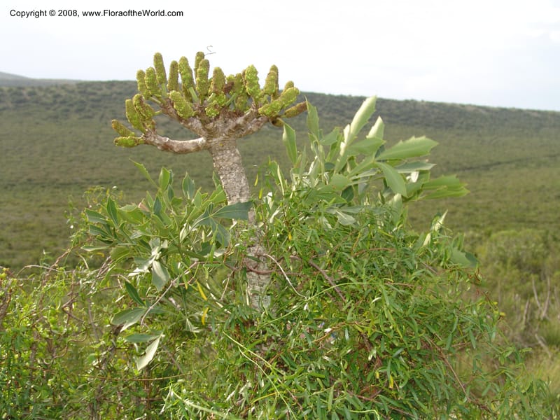 Cussonia spicata--So.Africa. E. Cape. Uitenhage Nat. Res. 6 Mch 05. 099.jpg