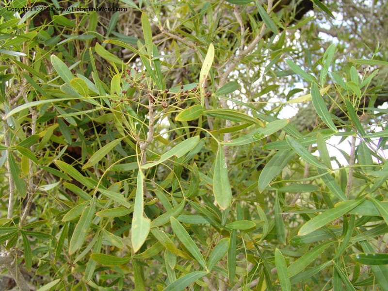 Schefflera bojeri, not coll.--Madag. Prov. Fianar. Parc Nat. Isalo. 12 Jan 06. 126.jpg