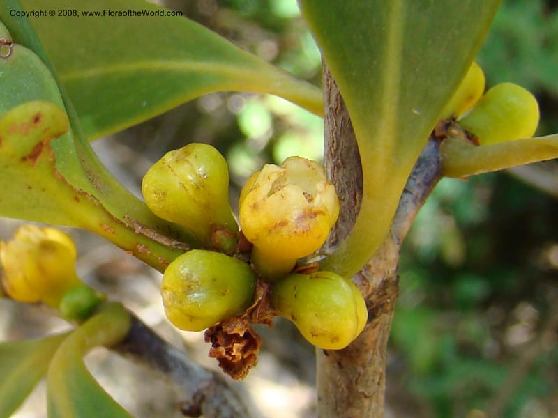 Garcinia neglecta, JMunzinger4669--N.Caled. Dumbea Dam in Dumbea Riv, S of Noumea. 11 Nov 07. 253.jpg