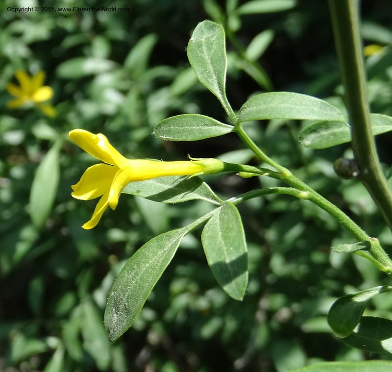 Jasminum fruticans, Davidson, C 12467--Georgia (Caucasus). Shio Mgvime. 7 Jun 2014. DSC07779 (177).JPG