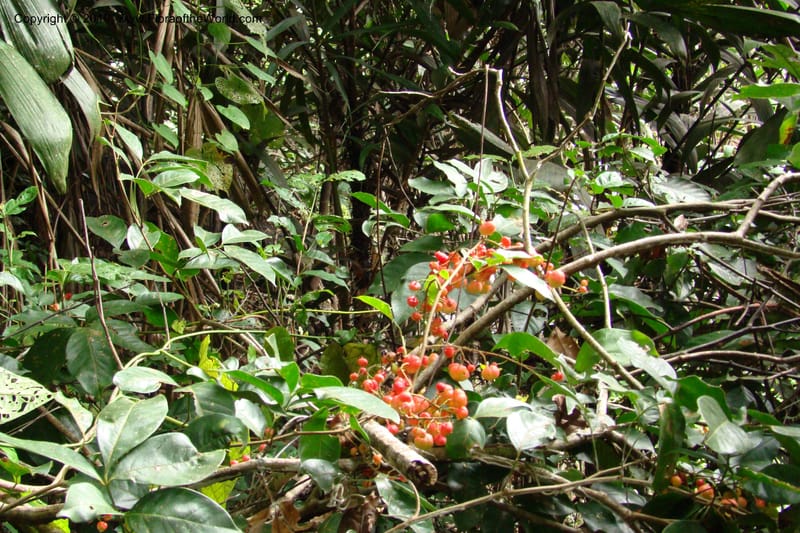 Paullinia, RVasquez34958--Peru. Loreto. Dto. Parinari. Atun Cocha. R. Samiria. 15 Nov 08. 419.jpg