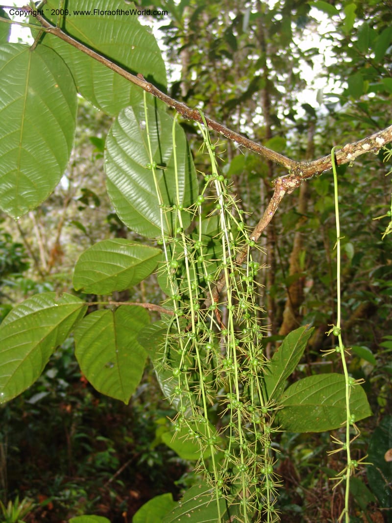 Alchornea, DNeill15916--Ecuador. Prv. Zam. Ch. C del Condor. Wawaime plot. 22 Sep 07. 471.jpg