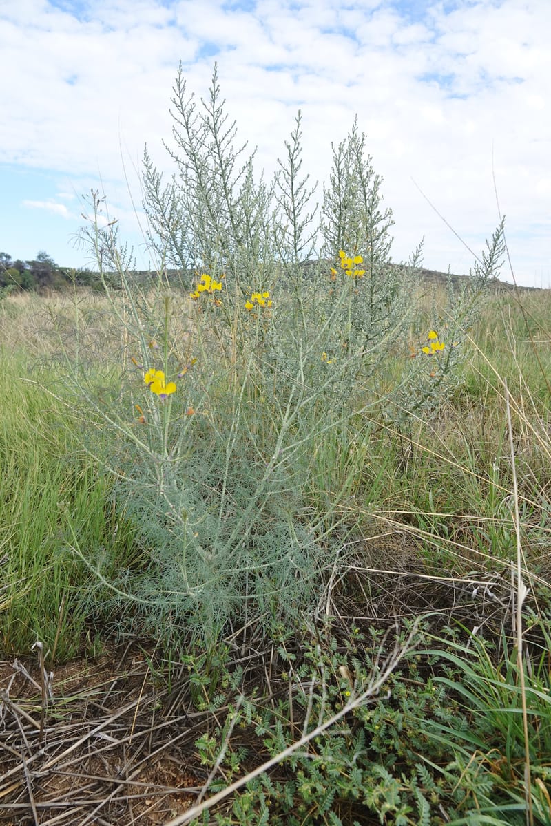Cleome angustifolia subsp. diandra, L. Nanyeni 1140--Namibia. Avis Dam. 15 Mar 2018. DSC00541 (1).JPG