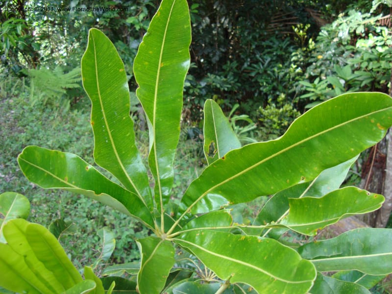 Schefflera pseudocandelabrum, Lowry, P 6893--New Caledonia, ProvN, Aoupinié 15 Nov 2007 151 (16).jpg