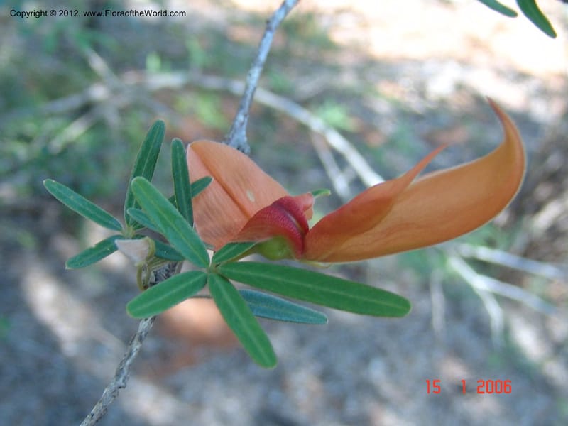 Chadsia grevei, Not collected-Madagascar, 15 Jan 2006   157 (2).jpg