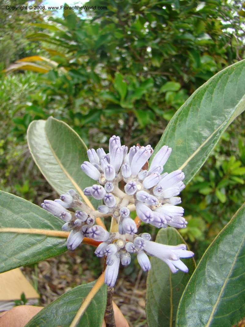 Psychotria, JMunzinger4807--N.Caled. Plateau de Poro. 16 Nov 07. 142.jpg