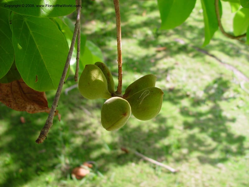 Sterculia ceramica--FL. Fairchild Tropical Garden. 8 Apr 03. 055.jpg
