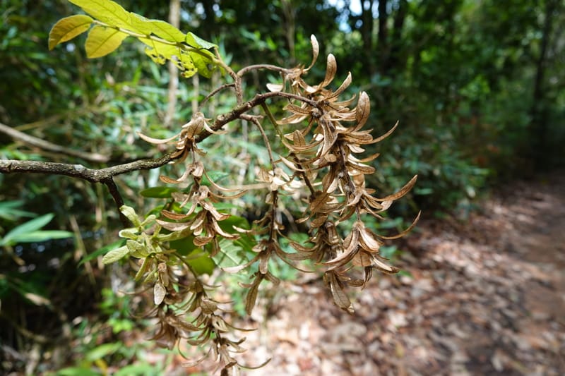 Engelhardia serrata, D. Boufford 44146--China. Yunnan. Along G213. 4 May 2018. DSC02084 (95).JPG