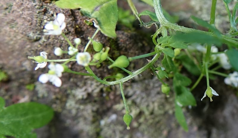 Yinshania acutangula subsp. wilsonii, C. Davidson 13755--China. Sichuan. Yibailingba-gou. 12 Aug 2017. DSC04660 (647).JPG