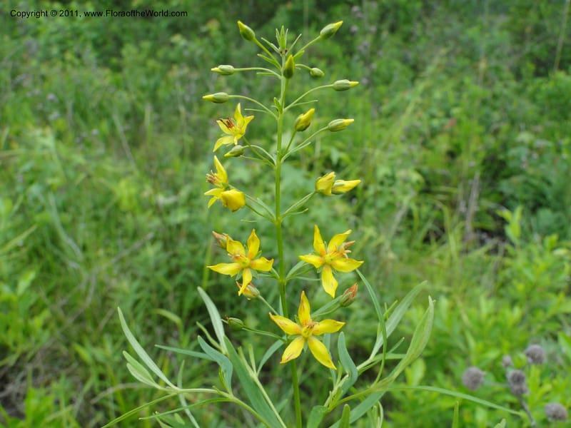 Lysimachia loomisii, Mori, S 27420, USA, North Carolina, Jones County, 10.5 miles from junction with Hwy 58, E of Maysville, 23 May 2010 (2).JPG