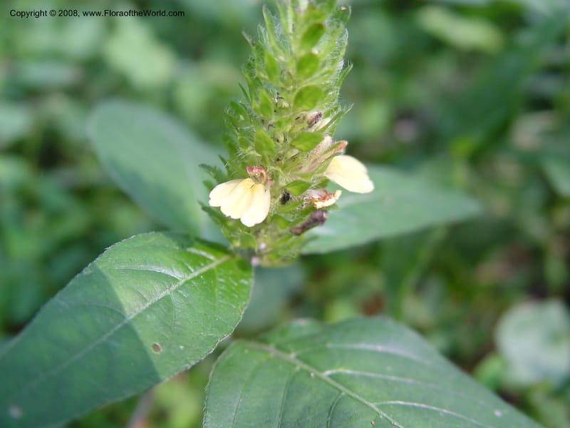 Justicia flava cf--Ghana. Aburi Botanic Garden. 11 Dec 03. 392.jpg