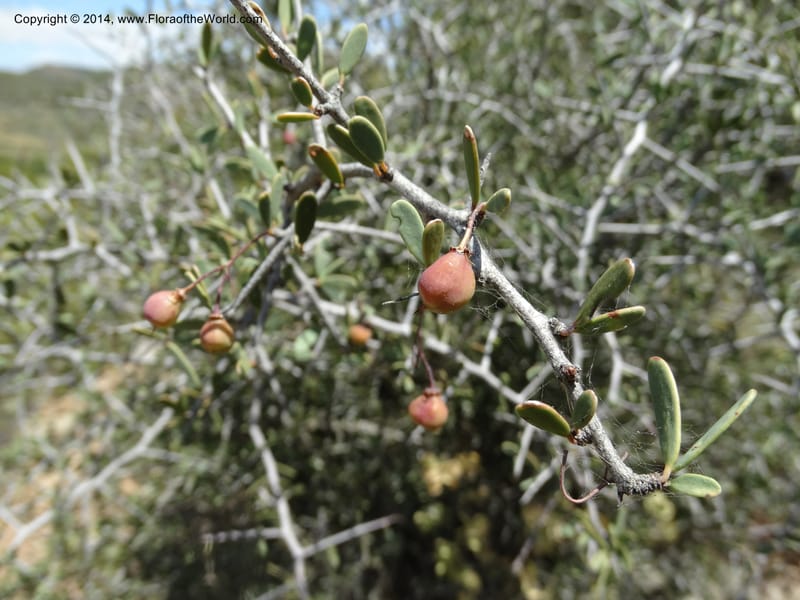 Putterlickia pyracantha, Davidson, C 12273--South Africa. Western Cape. S of Oudtschoorn. 20 Jan 2014. DSC00850 (8).JPG
