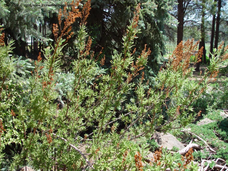 Chamaebatiaria millefolium--AZ. Arboretum at Flagstaff. 5 Jun 03. 060.jpg
