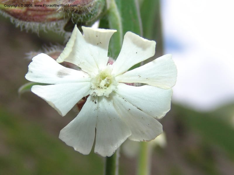 Vaccaria album--Georgia. Vic. of Tskhrats'karo Pass. 7 Jun 05. 335.jpg