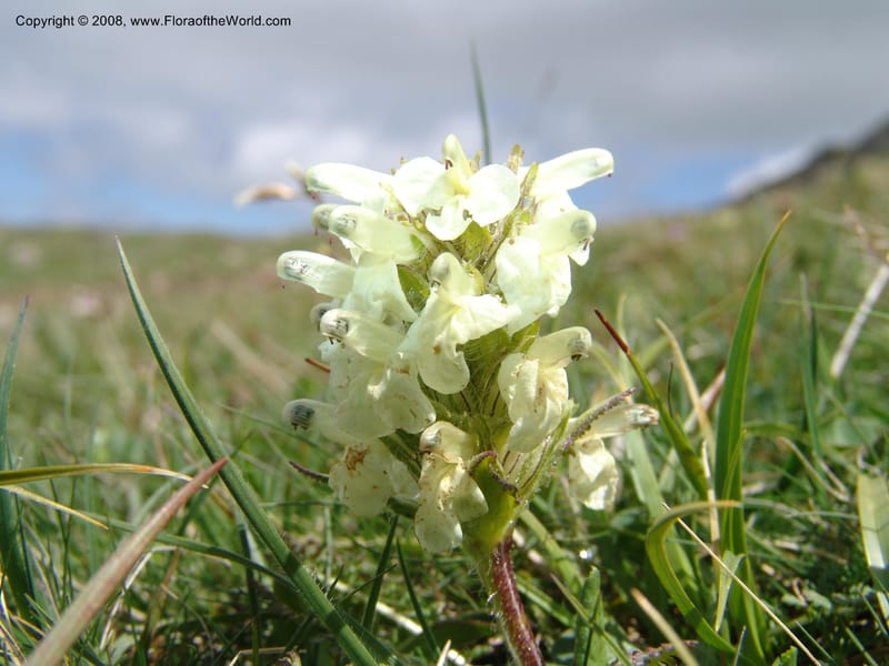 Pedicularis armena--Georgia. Vic. of Tskhrats'karo Pass. 7 Jun 05. 150.jpg