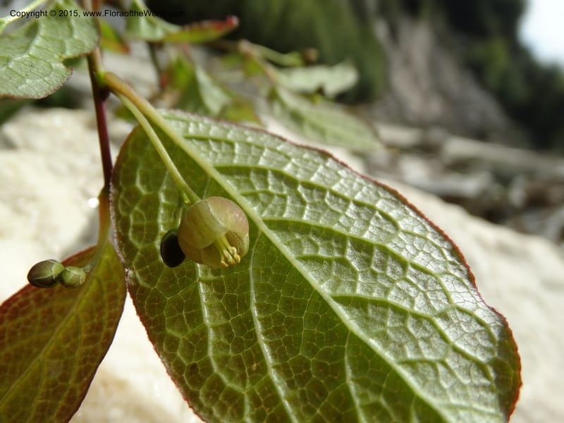 Sabia, Boufford, D 43677--China. Sichuan. GuoBaYan, HanBaiYu Shan. 12 May 2014. DSC05373 (16).JPG