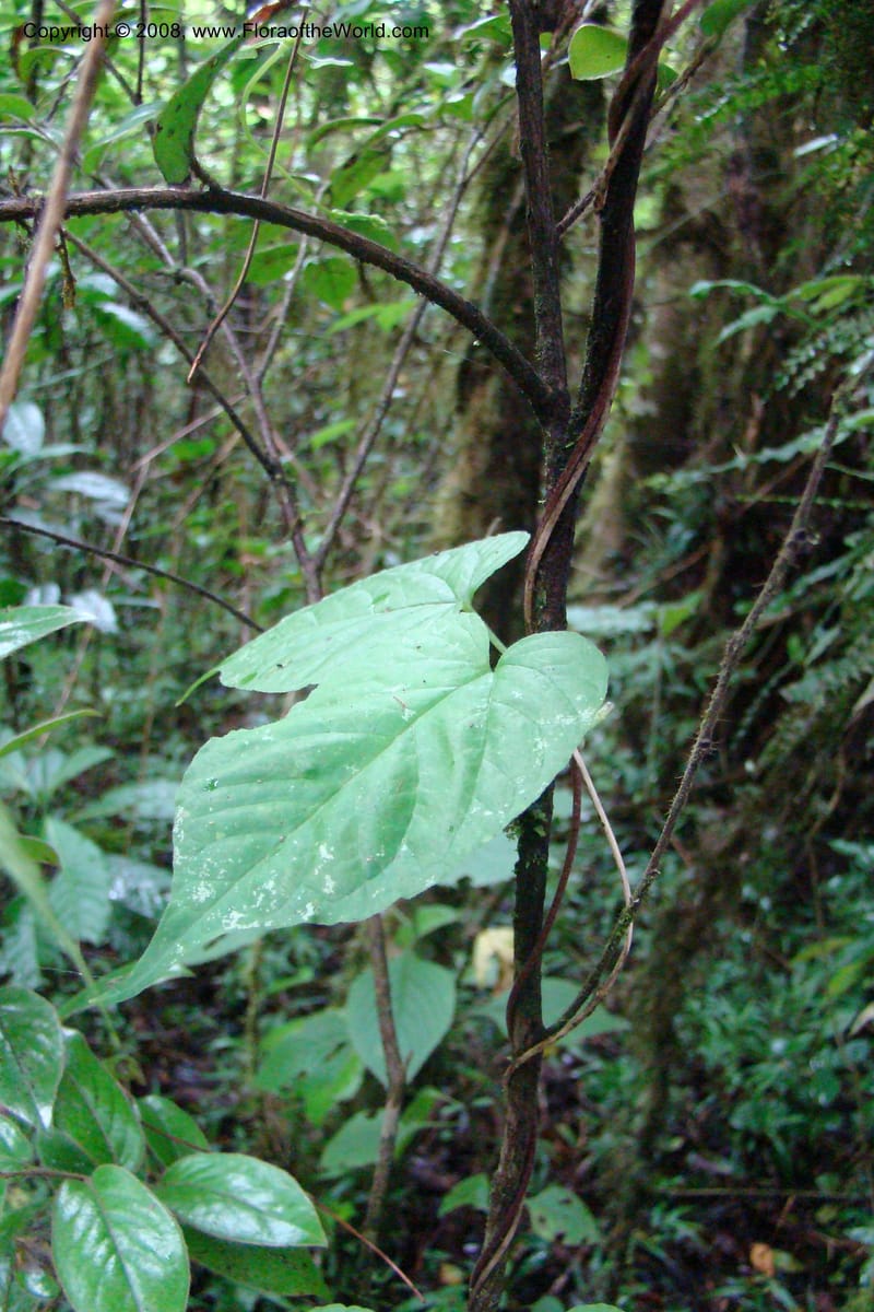 Ceropegia, WKindeketa2973--Tanz. Rungwe Distr. Rungwe For. Res. 24 Jan 08. 088.jpg