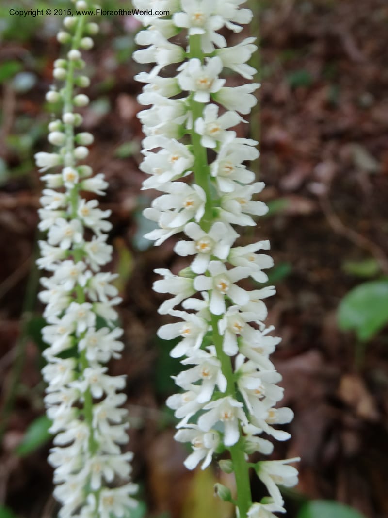 Galax urceolata, Davidson, C 13049--South Carolina. Oconee Co. Brasstown Cr. 19 May 2015. DSC06413 (170).JPG