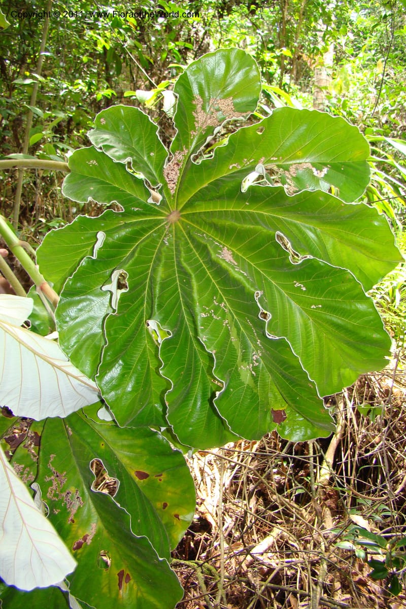 Cecropia peltata, Phillipson 6117--Madagascar. Prov. Fianarantsoa. Manombo Nat. Park. 13 Jan 09. 077 (36).jpg
